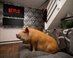 Netflix, che streaming bestiale: un sondaggio svela le abitudini degli spettatori e dei loro animali