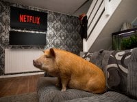 Netflix, che streaming bestiale: un sondaggio svela le abitudini degli spettatori e dei loro animali