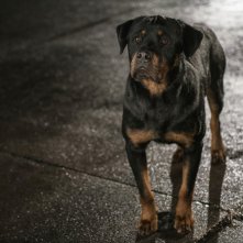 Show Dogs - Entriamo in scena: un'immagine del film