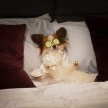 Show Dogs - Entriamo in scena: un momento del film