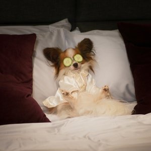 Show Dogs - Entriamo in scena: un momento del film