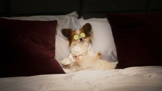 Show Dogs - Entriamo in scena: un momento del film