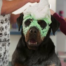 Show Dogs - Entriamo in scena: una scena del film