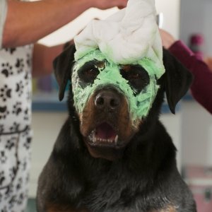 Show Dogs - Entriamo in scena: una scena del film