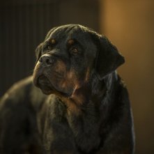 Show Dogs - Entriamo in scena: un'immagine tratta dal film