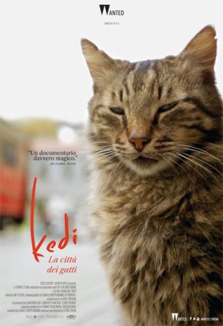 Locandina di Kedi - La città dei gatti