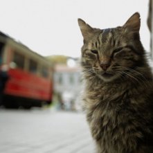 Kedi - La città dei gatti: un'immagine del documentario di Ceyda Torun