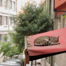 Kedi - La città dei gatti: una scena del documentario di Ceyda Torun