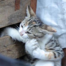 Kedi - La città dei gatti: una scena del documentario