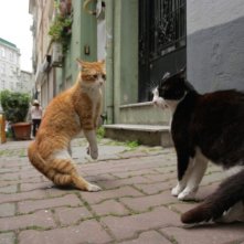 Kedi - La città dei gatti: un momento del documentario