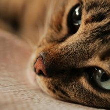 Kedi - La città dei gatti: un momento del documentario di Ceyda Torun