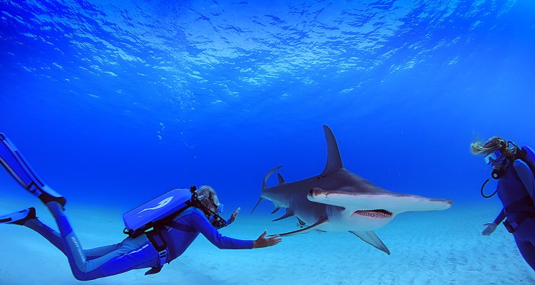 Le meraviglie del mare: la nostra recensione del film di Jean-Michel ...