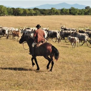 Gli ultimi butteri: un'immagine tratta dal documentario