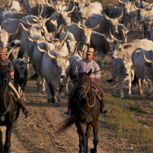 Gli ultimi butteri: un'immagine del documentario