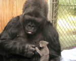 Addio alla Gorilla Koko, ispirò Congo e fu 'amica' di Robin Williams