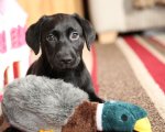 Sky Uno Loves Animals: torna il canale dedicato ai migliori amici dell’uomo!