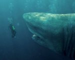 Recensione Shark - Il primo squalo: Jason Statham contro il Megalodonte