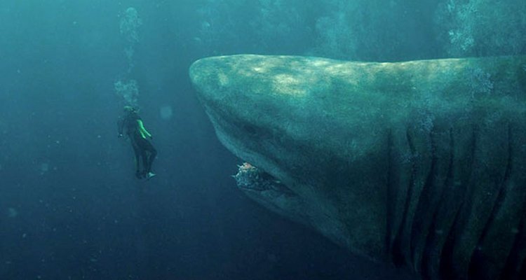 Il Genio Dello Streaming Shark Il Primo Squalo