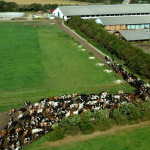 The Milk System: un momento del documentario