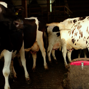 The Milk System: un'immagine del documentario