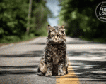 Pet Sematary, la prima foto del gatto Church nel remake