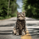 Pet Sematary: un nuovo teaser svela le lapidi citate nel romanzo di Stephen King