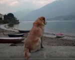 Dogs: il trailer della docu-serie di Netflix dedicata agli amici a quattro zampe