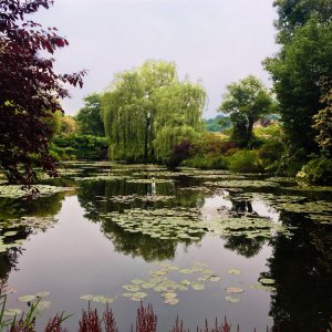 Le ninfee di Monet - Un incantesimo di acqua e luce: un momento del documentario