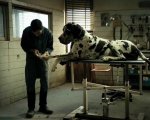 European Film Awards 2018: Dogman e Lazzaro Felice in nomination!