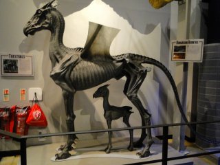 Thestral
