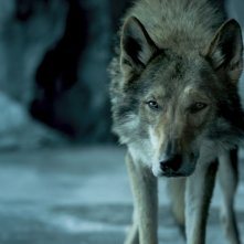 Alpha - Un'amicizia forte come la vita: Kodi Smit-McPhee