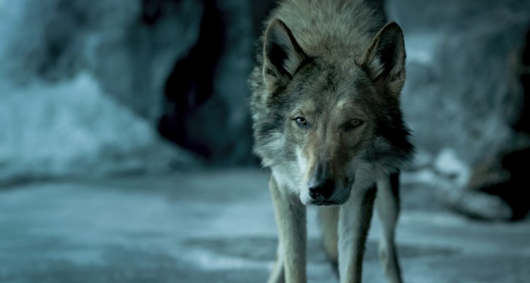 Alpha Un Amicizia Forte Come La Vita Streaming