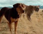 A Dog's Way Home: il nuovo trailer del film con Bryce Dallas Howard
