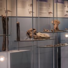 Dinosaurs: dei reperti esposti in un museo