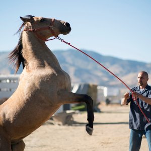 Mustang: Matthias Schoenaerts in una foto del film