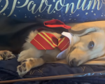 Harry Potter: ecco il cane che risponde solo agli incantesimi di Hogwarts!