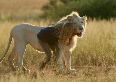 Mia E Il Leone Bianco 11