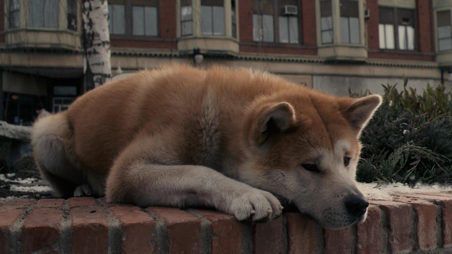 Il cane Hachiko in una scena
