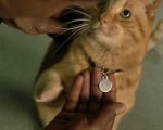 Avengers 4: Endgame, l'arma segreta per sconfiggere Thanos è... il gatto di Captain Marvel?