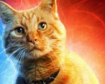 Captain Marvel: nelle prime reazioni il gatto Goose è la vera star del film!