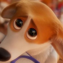 Rex - Un cucciolo a palazzo: un 'primo piano'  del protagonista