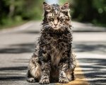 Pet Sematary, Stephen King avverte gli spettatori dell'horror!
