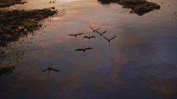 Il Re Leone - Taser Italiano