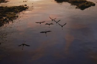 Il Re Leone - Clip 1