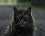 Pet Sematary: quello che sappiamo sul nuovo film tratto dal romanzo di Stephen King