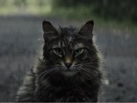 Pet Sematary: quello che sappiamo sul nuovo film tratto dal romanzo di Stephen King