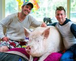 Esther the Wonder Pig: l'incredibile storia vera diventa un film