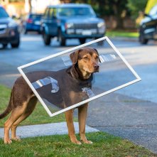 Un viaggio a quattro zampe: Bella in un momento imbarazzante