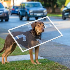 Un viaggio a quattro zampe: Bella in un momento imbarazzante