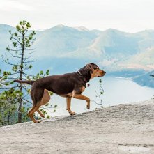 Un viaggio a quattro zampe: un momento con la  protagonista a quattro zampe